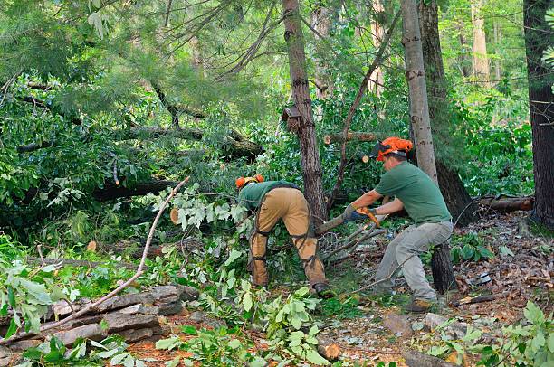 Tree Removal for Businesses in Parowan, UT